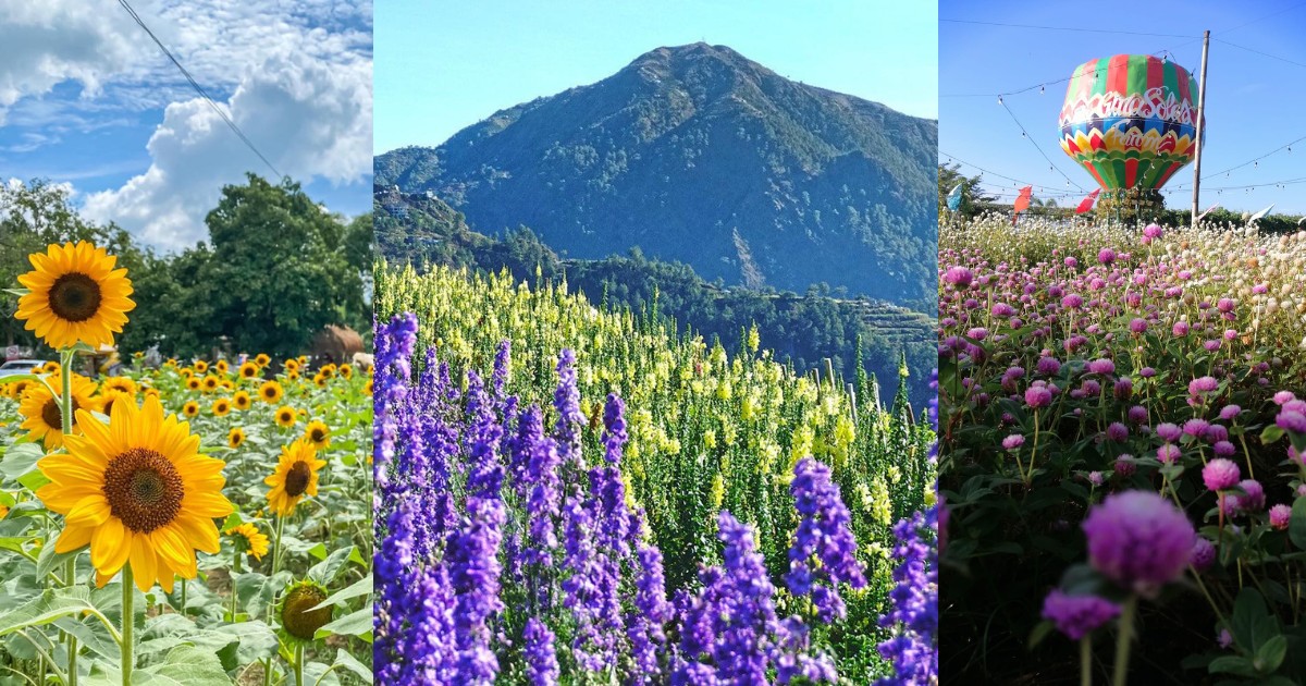 Instagrammable flower farms in PH to give you a breath of fresh air • PhilSTAR Life